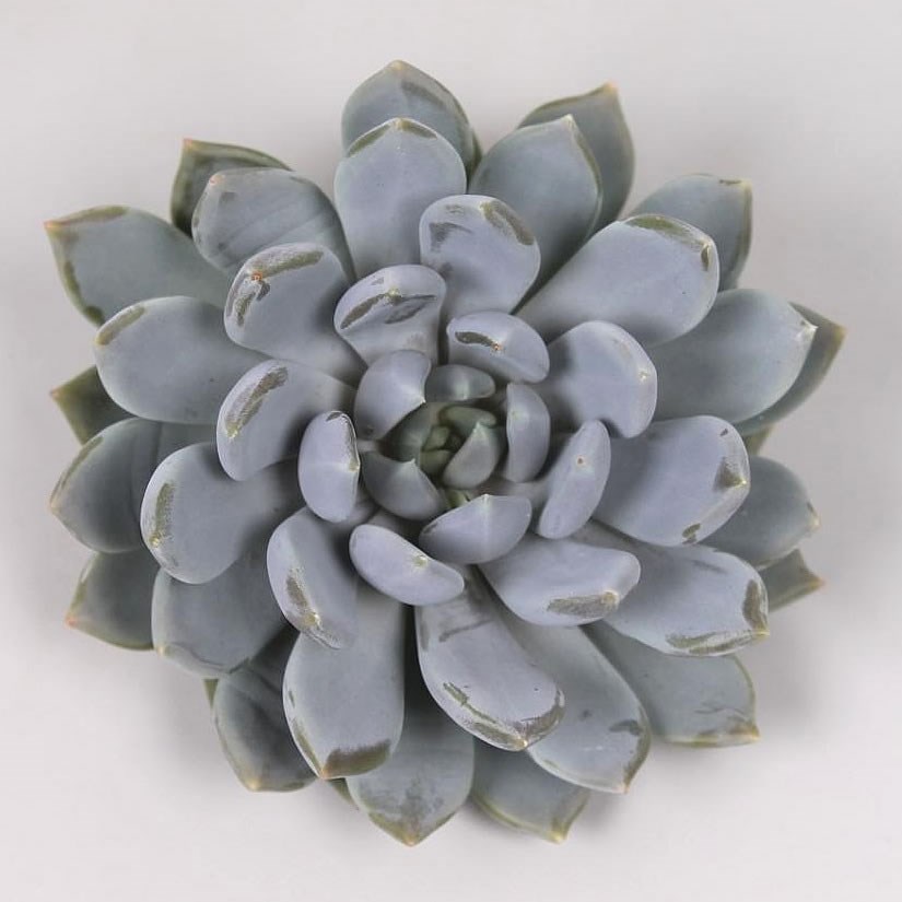 ECHEVERIA CORVUS 9cm