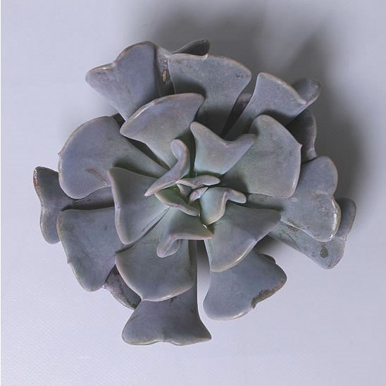 ECHEVERIA CUBIC FROST 5CM