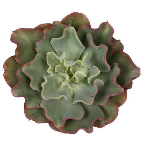 ECHEVERIA DOROTHY 12CM