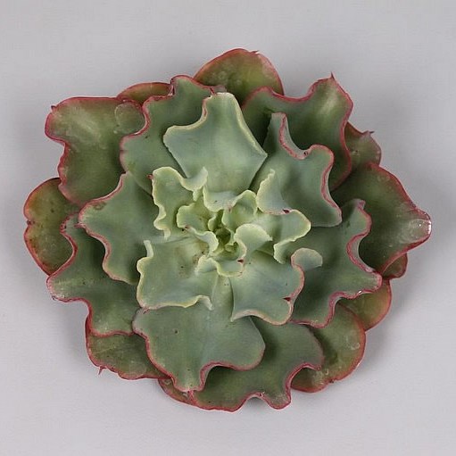 ECHEVERIA DOROTHY 9CM