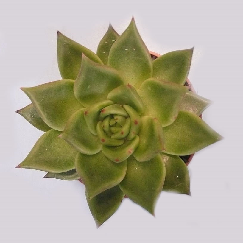 ECHEVERIA EBONY GREEN 12CM