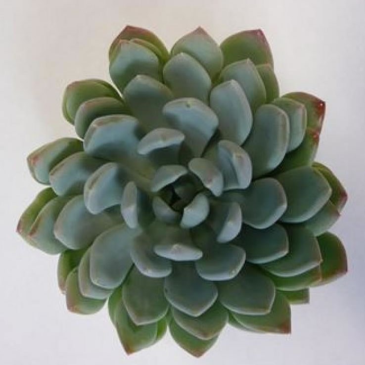 ECHEVERIA ELEGANCE 9CM