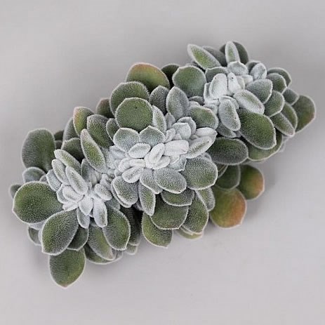 ECHEVERIA FROSTY CRISTATA 9CM