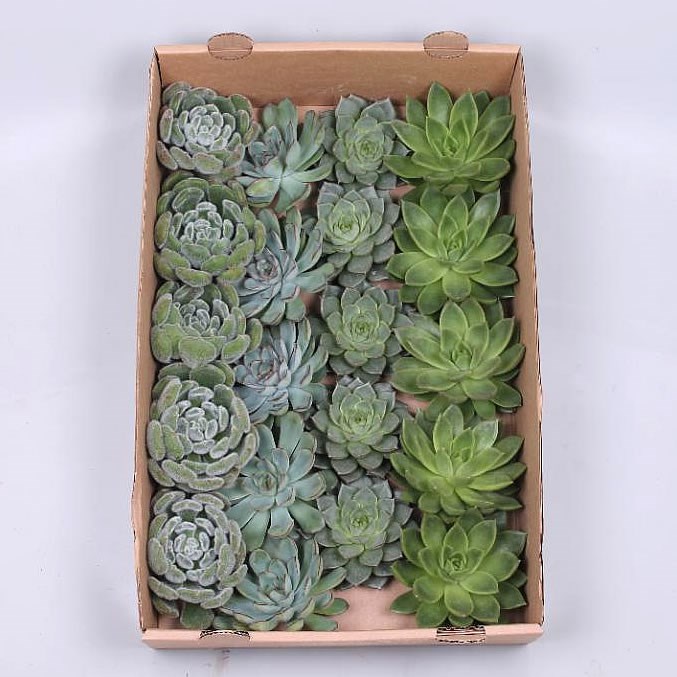 ECHEVERIA GREEN MIX 9cm