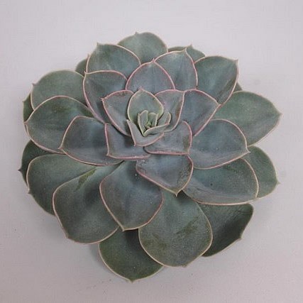 ECHEVERIA GREEN PEARL 9CM