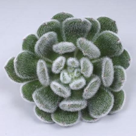 ECHEVERIA GREEN VELVET 10cm