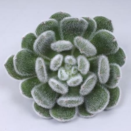 ECHEVERIA GREEN VELVET 12CM