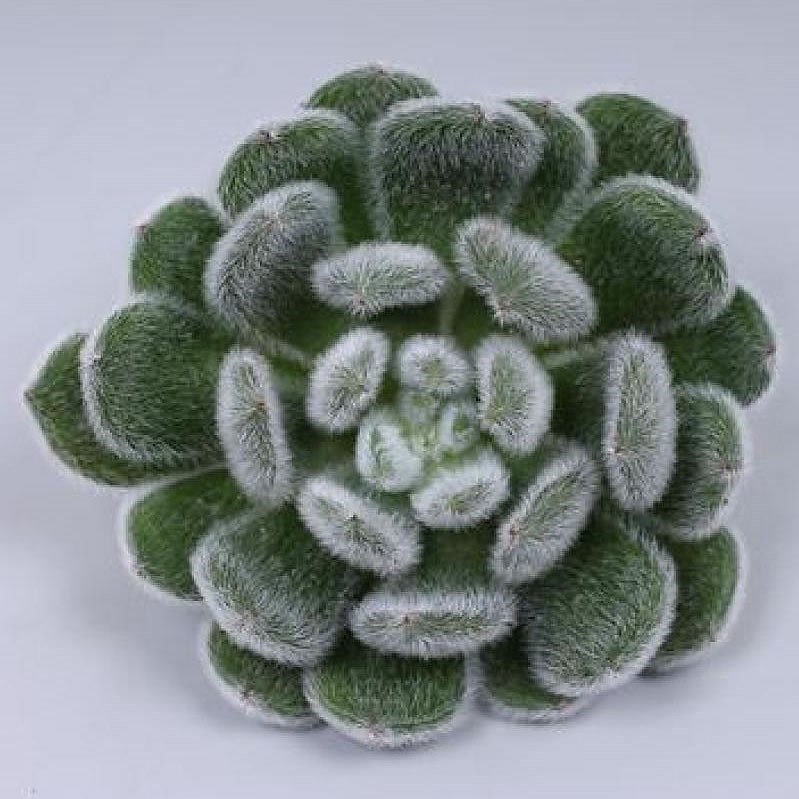 ECHEVERIA GREEN VELVET 5CM