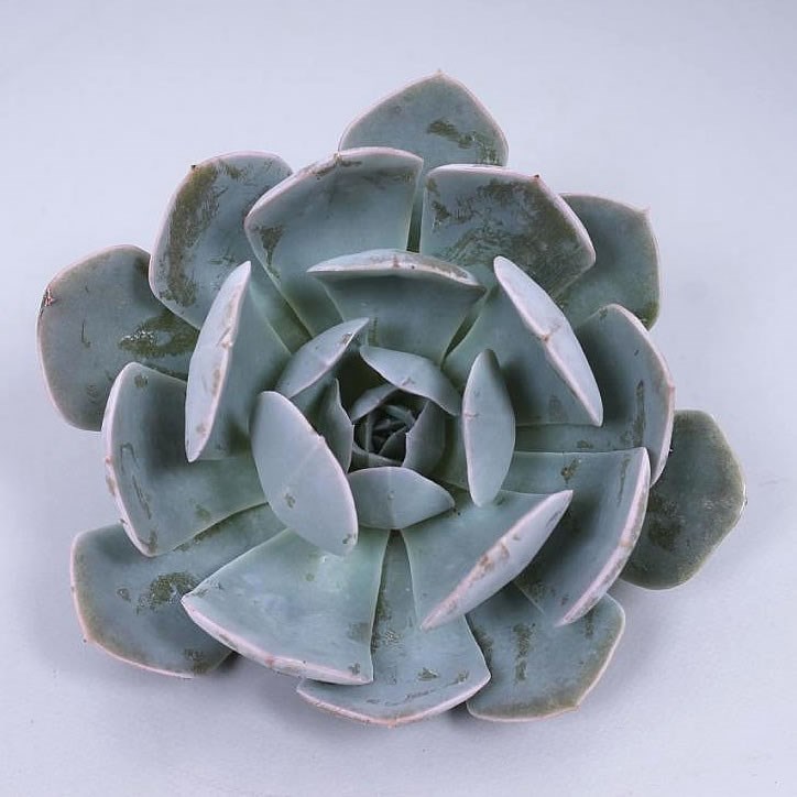 ECHEVERIA GREY PRINCE 12cm