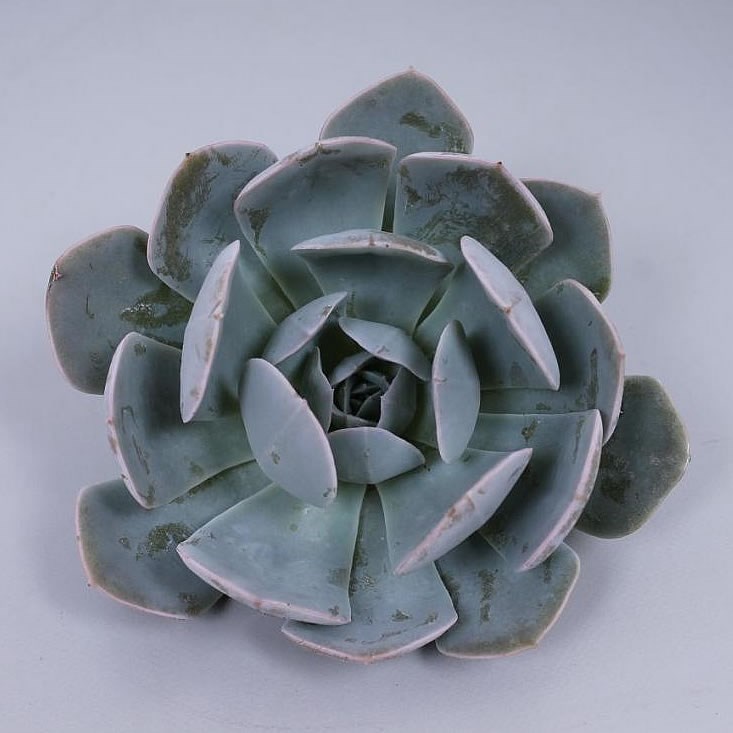 ECHEVERIA GREY PRINCE 17CM
