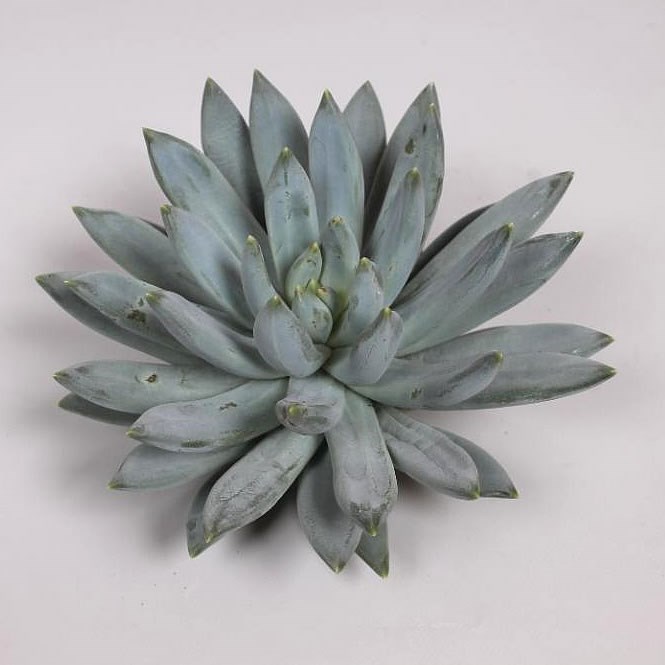 ECHEVERIA HOOKERII 10cm