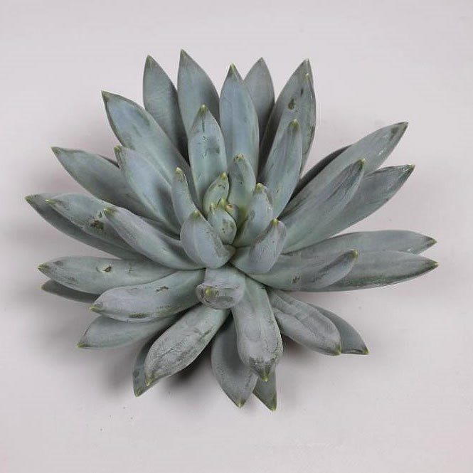 ECHEVERIA HOOKERII 5CM