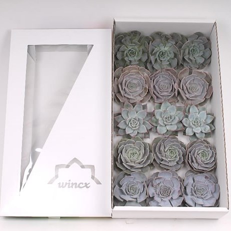 ECHEVERIA ICE MIX 9CM