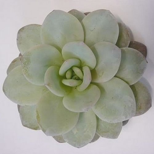 ECHEVERIA LAUII 5CM