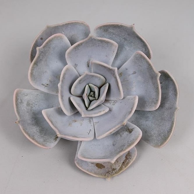 ECHEVERIA LILACINA 9cm