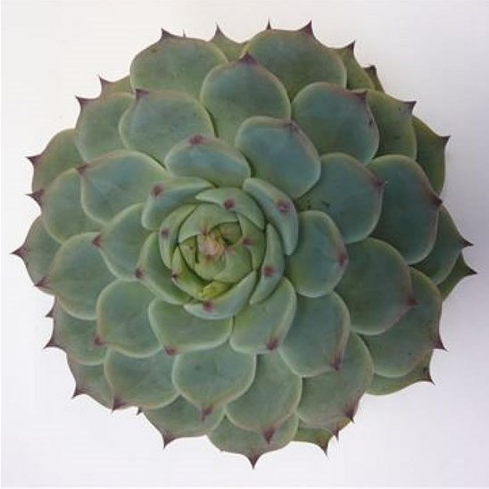 ECHEVERIA LINDSYANA 12CM