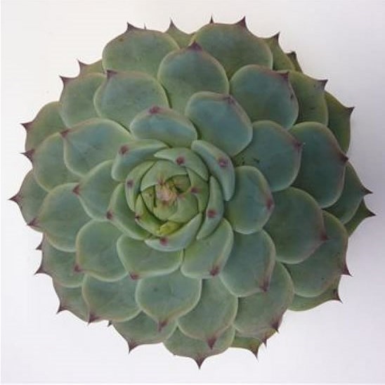 ECHEVERIA LINDSYANA 5CM