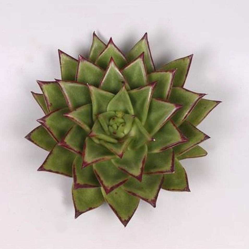 ECHEVERIA LIPSTICK 9cm Wholesale Dutch Flowers & Florist Supplies UK