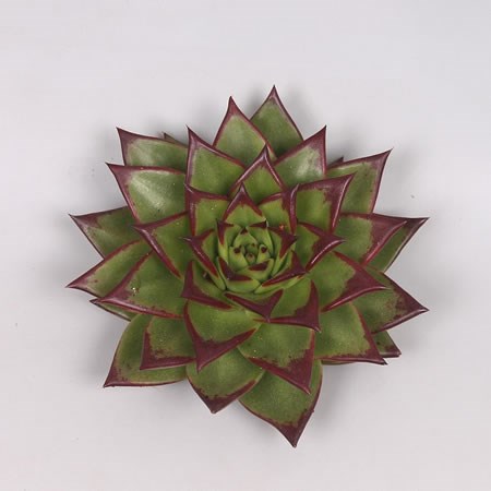 ECHEVERIA LIPSTICK DARK EDGE 9cm