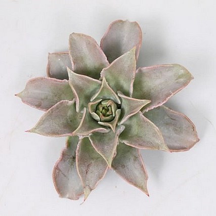 ECHEVERIA MADIBA 9CM
