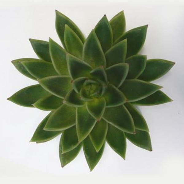 ECHEVERIA MIRANDA 12cm