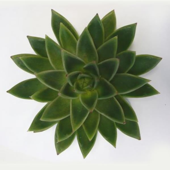 ECHEVERIA MIRANDA 21CM
