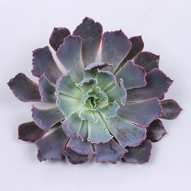 ECHEVERIA NEONBREAKER 9cm