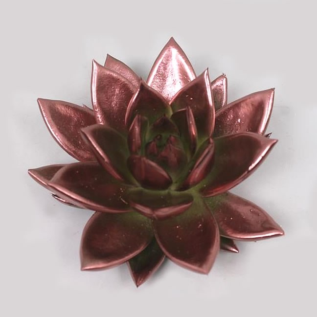 ECHEVERIA PAINTED BRONZE 9cm