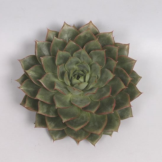 ECHEVERIA PARVA 9cm