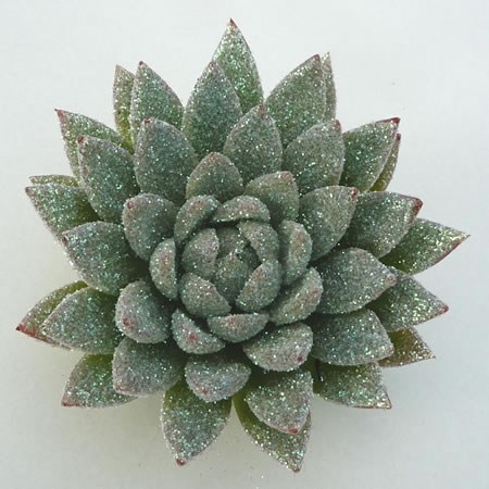 ECHEVERIA PEARL GLITTER 9cm