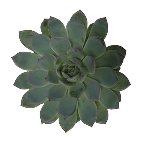 ECHEVERIA PINK EDGE 5CM