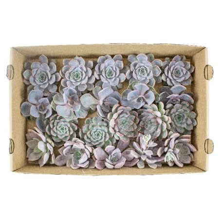 ECHEVERIA PINK MIX 9CM