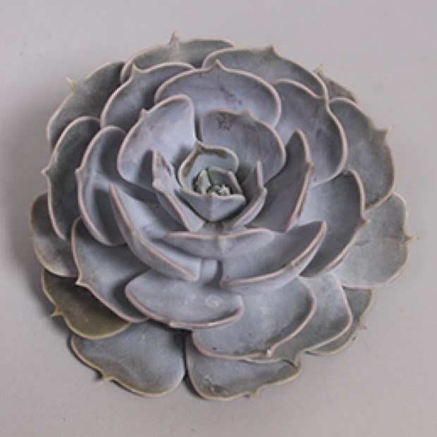 ECHEVERIA POLLUX 10cm