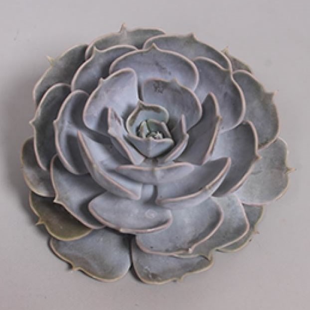 ECHEVERIA POLLUX 17cm