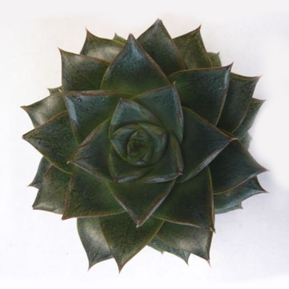 ECHEVERIA PURPUREUM 9cm