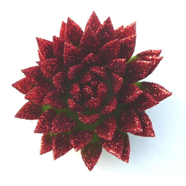 ECHEVERIA RED GLITTER 12cm