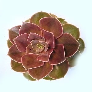 ECHEVERIA RED RUBY 10CM
