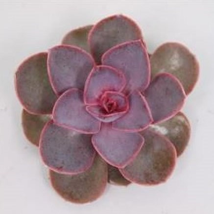 ECHEVERIA RED SKY 9CM