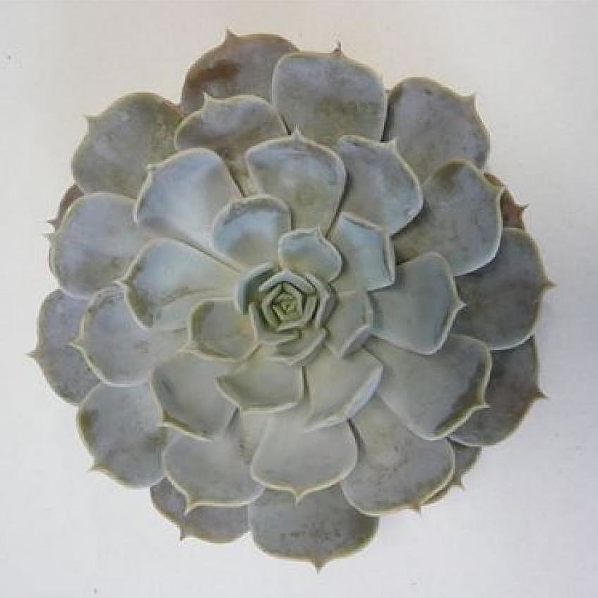 ECHEVERIA RINIONY 5CM
