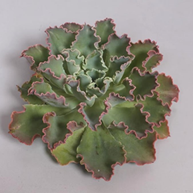 ECHEVERIA SHAVIANA 9cm