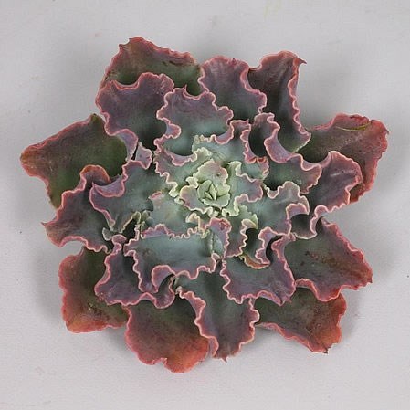 ECHEVERIA SHAVIANA PINK 10CM