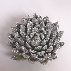 ECHEVERIA SILVER GLITTER 9cm