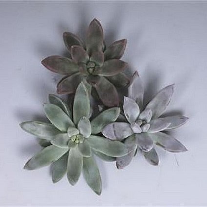 ECHEVERIA TOLIANENSIS MIX 9CM