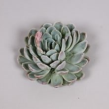 ECHEVERIA ZONNESTRAAL 9cm