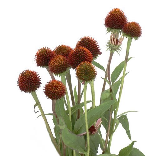 ECHINACEA PURPUREA