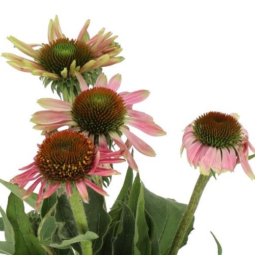 ECHINACEA PURPUREA PINK