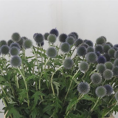 ECHINOPS RITRO VEITCH'S BLUE