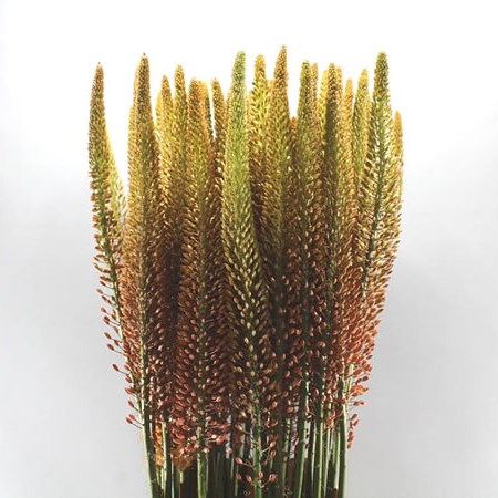 EREMURUS CLEOPATRA