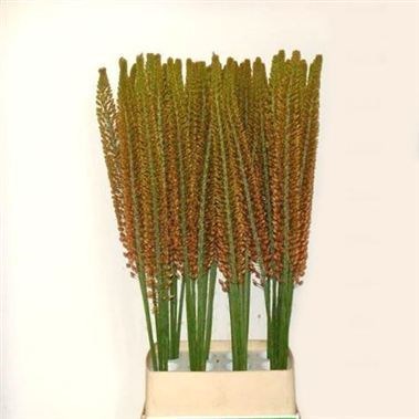 EREMURUS CLEOPATRA