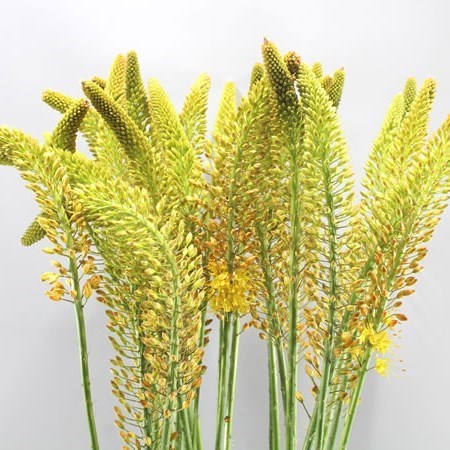 EREMURUS FLASH DANCE